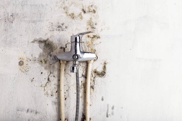 Office Mold Removal Services in Silver Springs Shores, FL