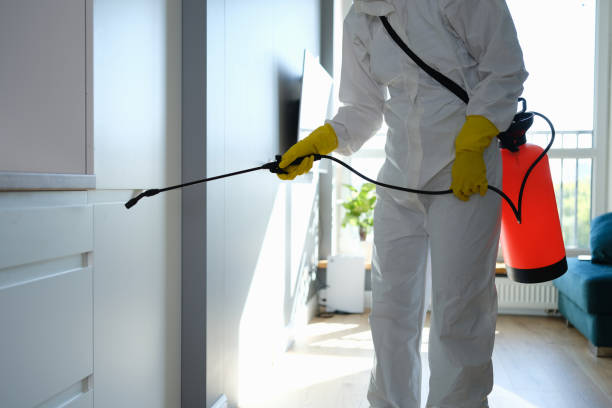 Best Mold Remediation  in Silver Springs Shores, FL