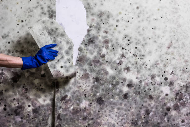 Best Mold Testing  in Silver Springs Shores, FL