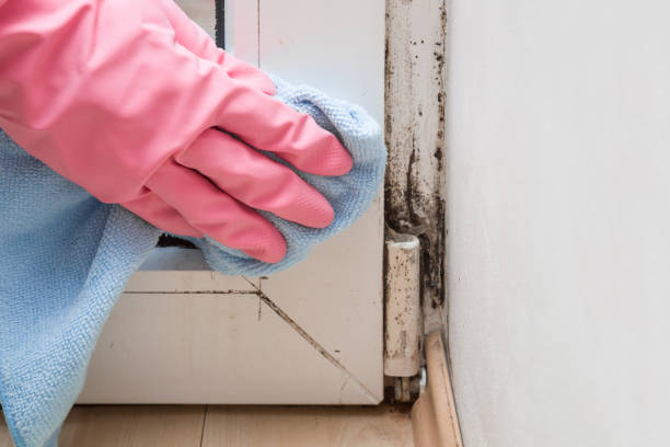 Best Local Mold Removal Service  in Silver Springs Shores, FL